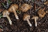 ( - HAY-F-004903)  @11 [ ] by-nc (2023) Warren Cardimona Fungal Diversity Survey