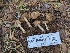  ( - HAY-F-004903)  @11 [ ] by-nc (2023) Warren Cardimona Fungal Diversity Survey