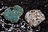  (Phallogastraceae - HAY-F-004900)  @11 [ ] by-nc (2023) Warren Cardimona Fungal Diversity Survey
