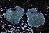  ( - HAY-F-004900)  @11 [ ] by-nc (2023) Warren Cardimona Fungal Diversity Survey