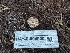  ( - HAY-F-004900)  @11 [ ] by-nc (2023) Warren Cardimona Fungal Diversity Survey