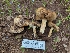  ( - HAY-F-004888)  @11 [ ] by-nc (2023) Warren Cardimona Fungal Diversity Survey
