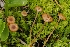  ( - HAY-F-004886)  @11 [ ] by-nc (2023) Warren Cardimona Fungal Diversity Survey