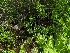  ( - HAY-F-004885)  @11 [ ] by-nc (2023) Warren Cardimona Fungal Diversity Survey
