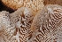  ( - HAY-F-004878)  @11 [ ] by-nc (2023) Warren Cardimona Fungal Diversity Survey
