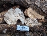  ( - HAY-F-004878)  @11 [ ] by-nc (2023) Warren Cardimona Fungal Diversity Survey