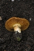  ( - HAY-F-004877)  @11 [ ] by-nc (2023) Warren Cardimona Fungal Diversity Survey