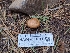  ( - HAY-F-004877)  @11 [ ] by-nc (2023) Warren Cardimona Fungal Diversity Survey