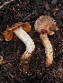  ( - HAY-F-004875)  @11 [ ] by-nc (2023) Warren Cardimona Fungal Diversity Survey