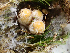  ( - HAY-F-005050)  @11 [ ] by-nc (2023) Dean Lyons Fungal Diversity Survey
