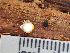  ( - HAY-F-005050)  @11 [ ] by-nc (2023) Dean Lyons Fungal Diversity Survey