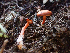  ( - HAY-F-005053)  @11 [ ] by-nc (2023) Dean Lyons Fungal Diversity Survey