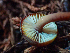  ( - HAY-F-005053)  @11 [ ] by-nc (2023) Dean Lyons Fungal Diversity Survey