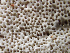 ( - HAY-F-005054)  @11 [ ] by-nc (2023) Dean Lyons Fungal Diversity Survey