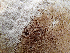  ( - HAY-F-005054)  @11 [ ] by-nc (2023) Dean Lyons Fungal Diversity Survey
