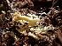  ( - HAY-F-005078)  @11 [ ] by-nc (2023) Dean Lyons Fungal Diversity Survey