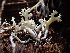  ( - HAY-F-005078)  @11 [ ] by-nc (2023) Dean Lyons Fungal Diversity Survey