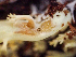  ( - HAY-F-005078)  @11 [ ] by-nc (2023) Dean Lyons Fungal Diversity Survey