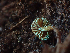 ( - HAY-F-005065)  @11 [ ] by-nc (2023) Dean Lyons Fungal Diversity Survey