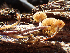  ( - HAY-F-005065)  @11 [ ] by-nc (2023) Dean Lyons Fungal Diversity Survey