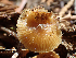  ( - HAY-F-005065)  @11 [ ] by-nc (2023) Dean Lyons Fungal Diversity Survey