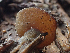  ( - HAY-F-005072)  @11 [ ] by-nc (2023) Dean Lyons Fungal Diversity Survey