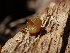  ( - HAY-F-005072)  @11 [ ] by-nc (2023) Dean Lyons Fungal Diversity Survey