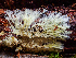  ( - HAY-F-005084)  @11 [ ] by-nc (2023) Dean Lyons Fungal Diversity Survey