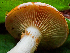  (Gymnopilus aurantiophyllus - HAY-F-005070)  @11 [ ] by-nc (2023) Dean Lyons Fungal Diversity Survey