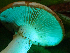  ( - HAY-F-005070)  @11 [ ] by-nc (2023) Dean Lyons Fungal Diversity Survey