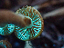  ( - HAY-F-005082)  @11 [ ] by-nc (2023) Dean Lyons Fungal Diversity Survey