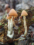  ( - HAY-F-005082)  @11 [ ] by-nc (2023) Dean Lyons Fungal Diversity Survey