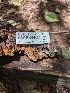  ( - HAY-F-004426)  @11 [ ] by-nc (2023) Stu Pickell Fungal Diversity Survey
