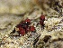  ( - HAY-F-005185)  @11 [ ] c (2023) Rudy Diaz Fungal Diversity Survey