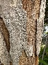  ( - HAY-F-005576)  @11 [ ] c (2023) Rudy Diaz Fungal Diversity Survey