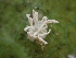  ( - HAY-F-005974)  @11 [ ] by-nc (2023) Dean Lyons Fungal Diversity Survey