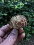  (Russula sp. CA09 - HAY-F-005975)  @11 [ ] by-nc (2023) Dean Lyons Fungal Diversity Survey