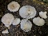  ( - HAY-F-005976)  @11 [ ] by-nc (2023) Dean Lyons Fungal Diversity Survey