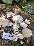  ( - HAY-F-005976)  @11 [ ] by-nc (2023) Dean Lyons Fungal Diversity Survey