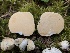  ( - HAY-F-005978)  @11 [ ] by-nc (2023) Dean Lyons Fungal Diversity Survey