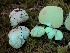  ( - HAY-F-005978)  @11 [ ] by-nc (2023) Dean Lyons Fungal Diversity Survey