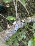  (Xylodon sp. CA01 - HAY-F-004348)  @11 [ ] by-nc (2023) Jaren Hockert Fungal Diversity Survey