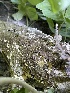  ( - HAY-F-004348)  @11 [ ] by-nc (2023) Jaren Hockert Fungal Diversity Survey
