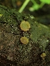  ( - HAY-F-005146)  @11 [ ] by-nc (2023) Sadie Hickey Fungal Diversity Survey