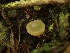  ( - HAY-F-005146)  @11 [ ] by-nc (2023) Sadie Hickey Fungal Diversity Survey