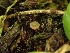  ( - HAY-F-005146)  @11 [ ] by-nc (2023) Sadie Hickey Fungal Diversity Survey