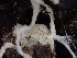  ( - HAY-F-005140)  @11 [ ] by-nc (2023) Sadie Hickey Fungal Diversity Survey