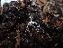  ( - HAY-F-005140)  @11 [ ] by-nc (2023) Sadie Hickey Fungal Diversity Survey