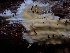  ( - HAY-F-005141)  @11 [ ] by-nc (2023) Sadie Hickey Fungal Diversity Survey
