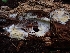  ( - HAY-F-005141)  @11 [ ] by-nc (2023) Sadie Hickey Fungal Diversity Survey